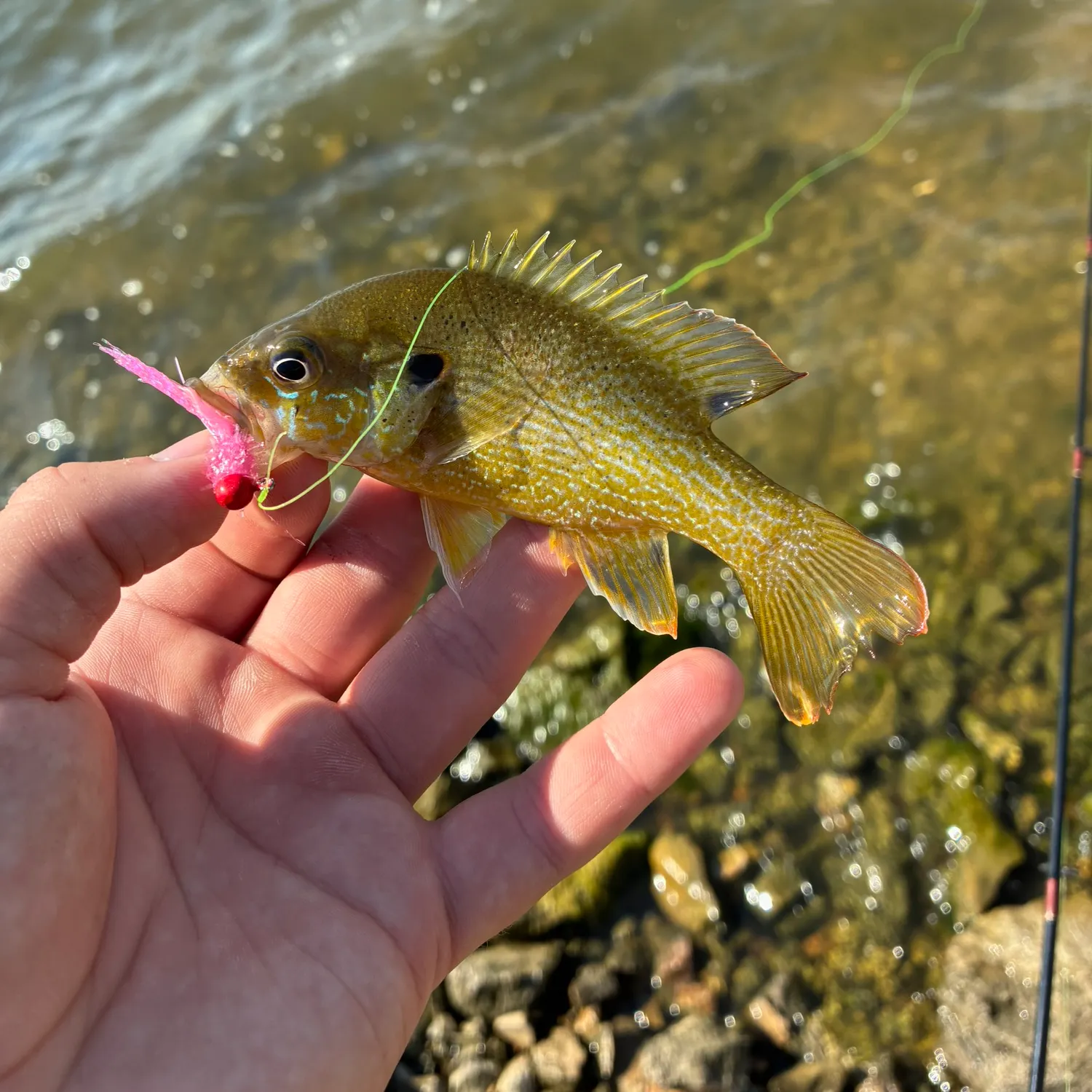 Green sunfish caught on Fishbrain