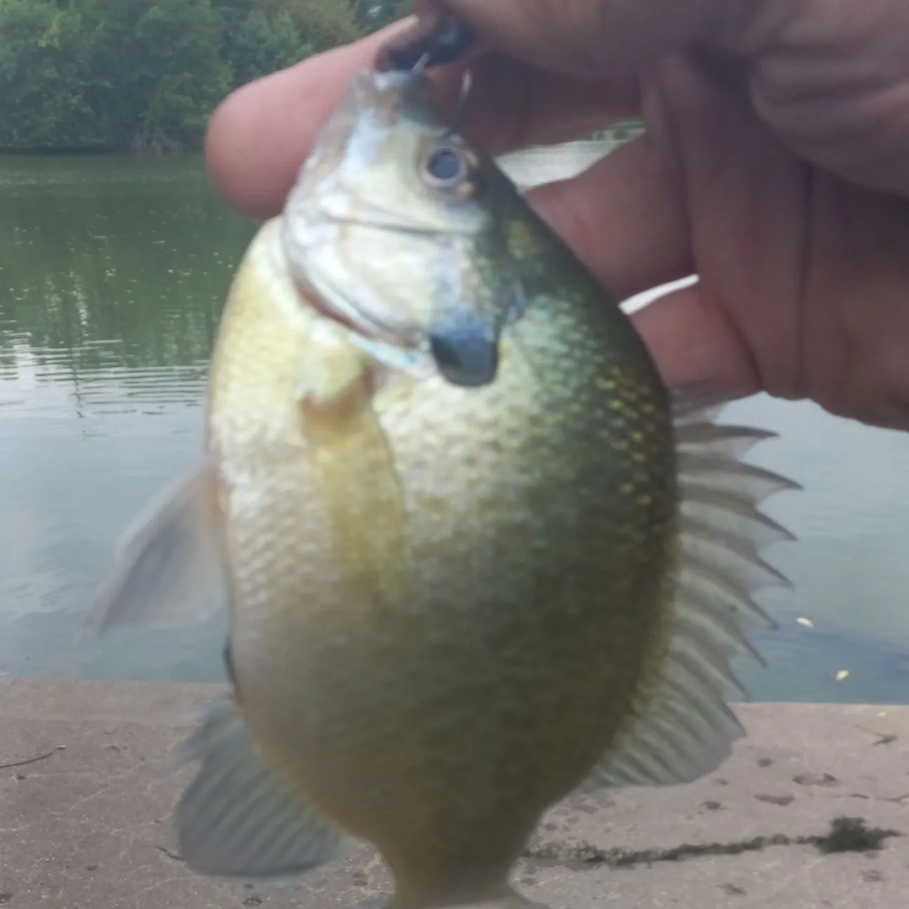 Bluegill caught on Fishbrain