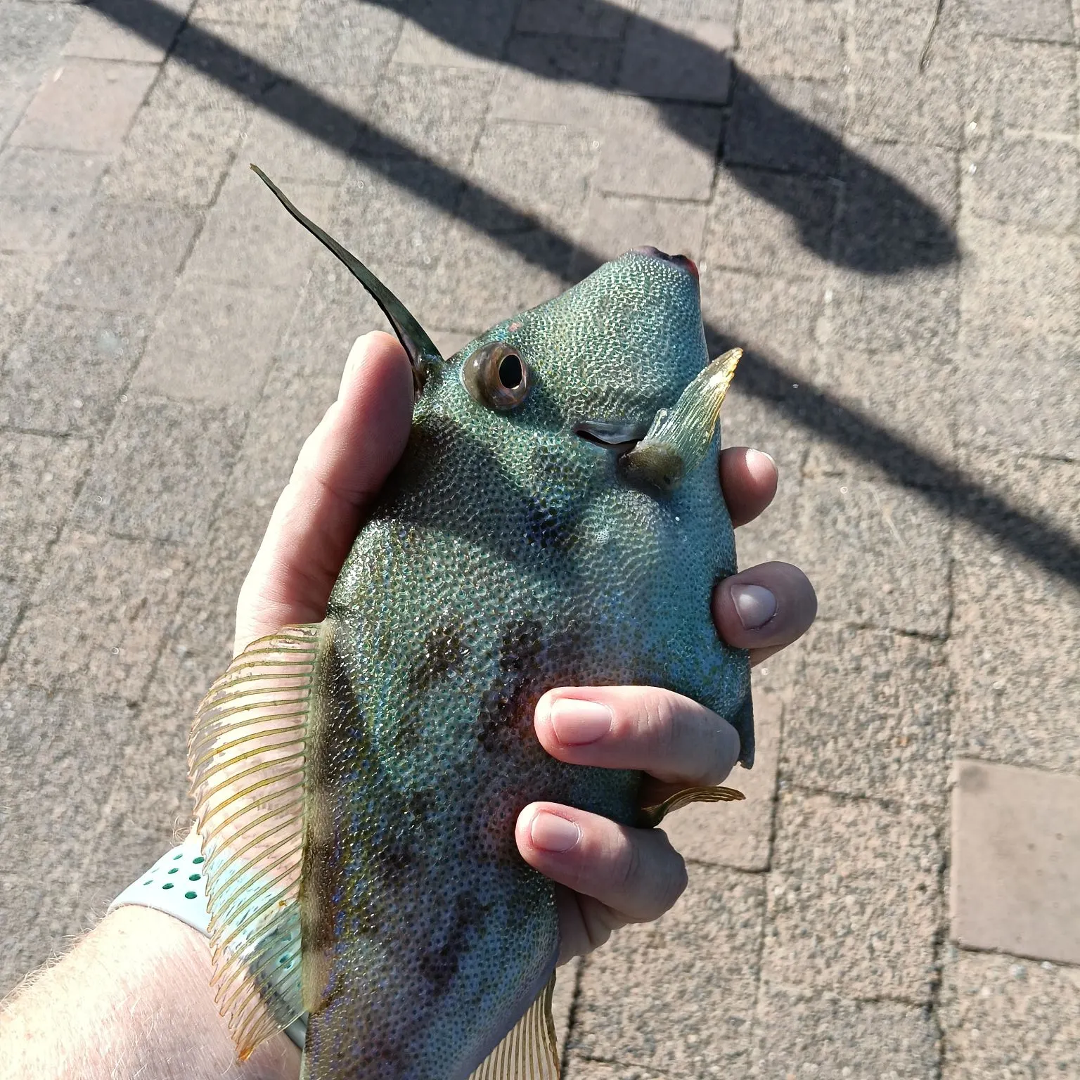 The most recent Large-scaled leatherjacket catches on Fishbrain