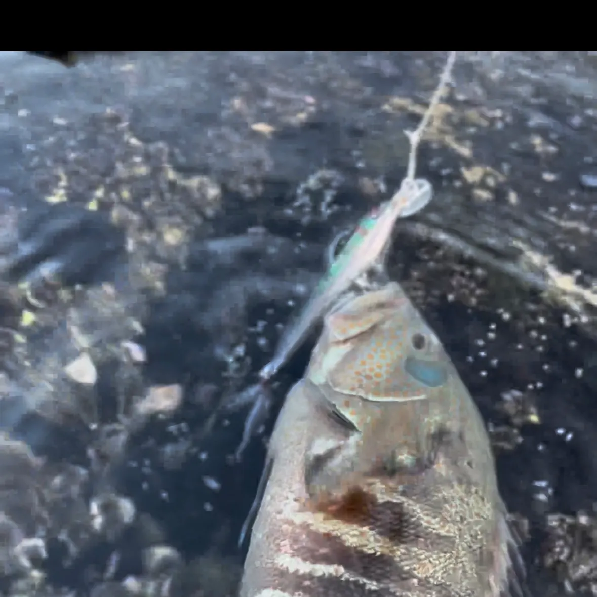 The most recent White grouper catches on Fishbrain