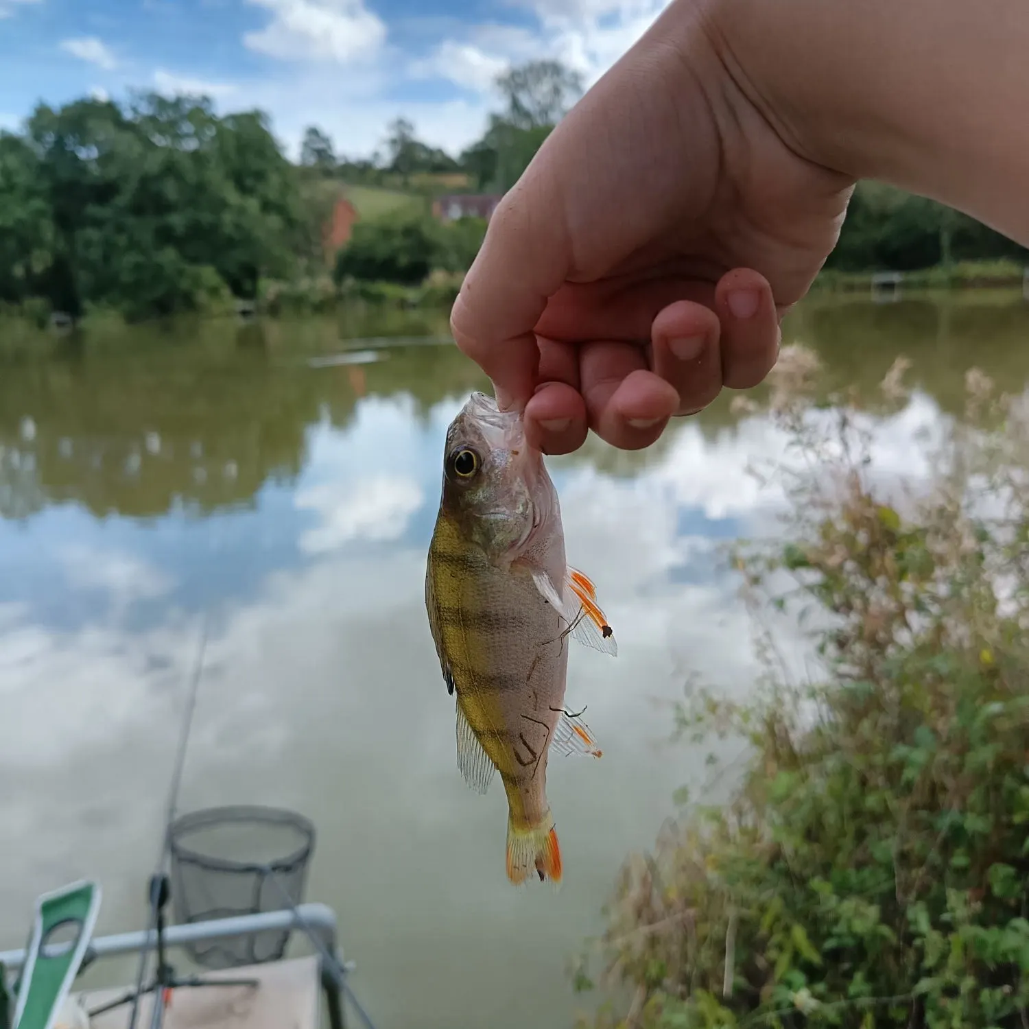 European perch caught on Fishbrain