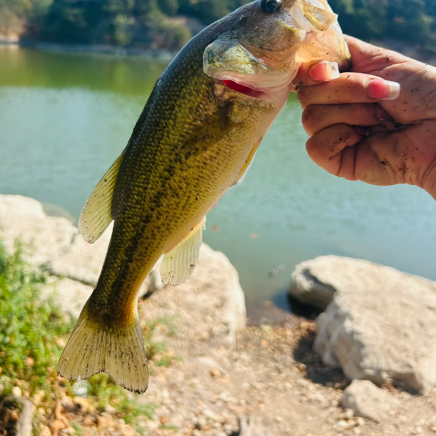 Largemouth bass caught on Fishbrain