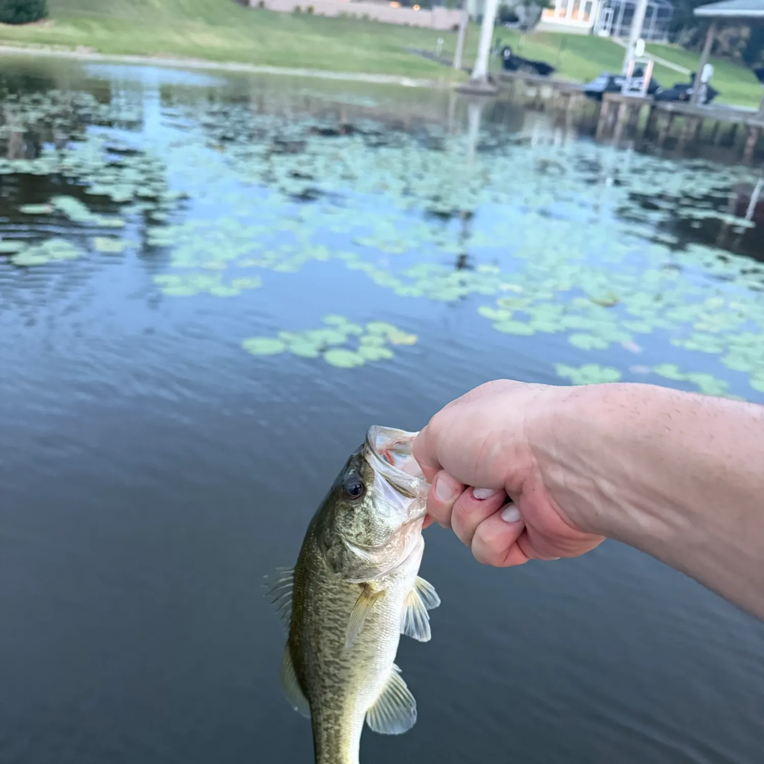 Largemouth bass caught on Fishbrain