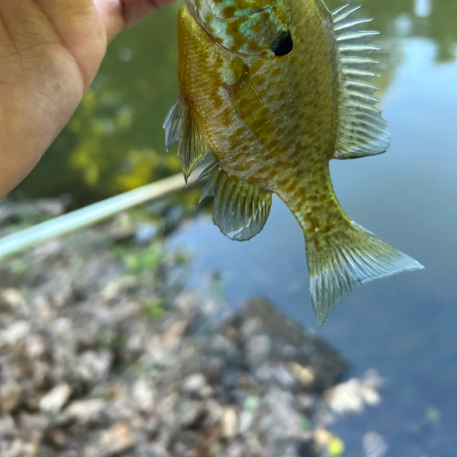 Pumpkinseed caught on Fishbrain