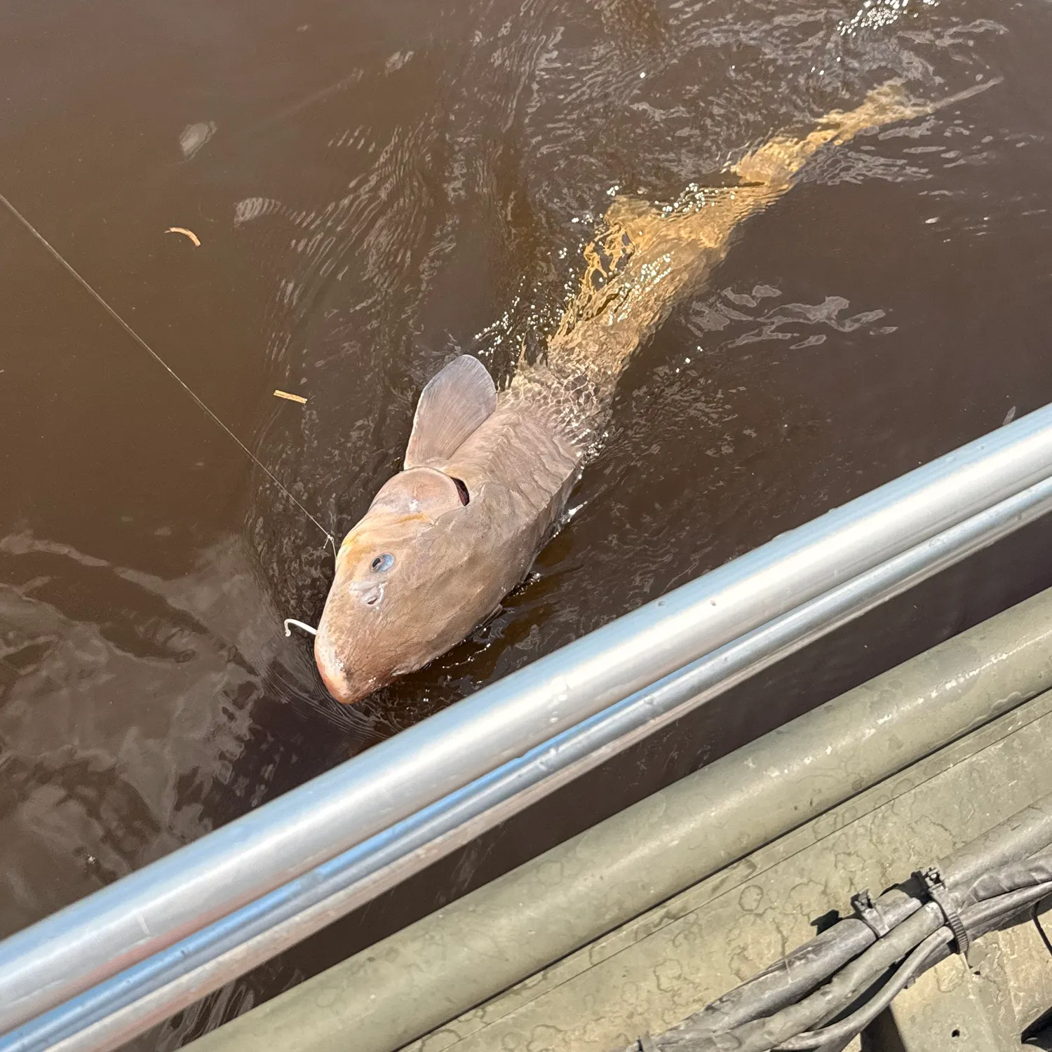 The most recent Shovelnose sturgeon catches on Fishbrain