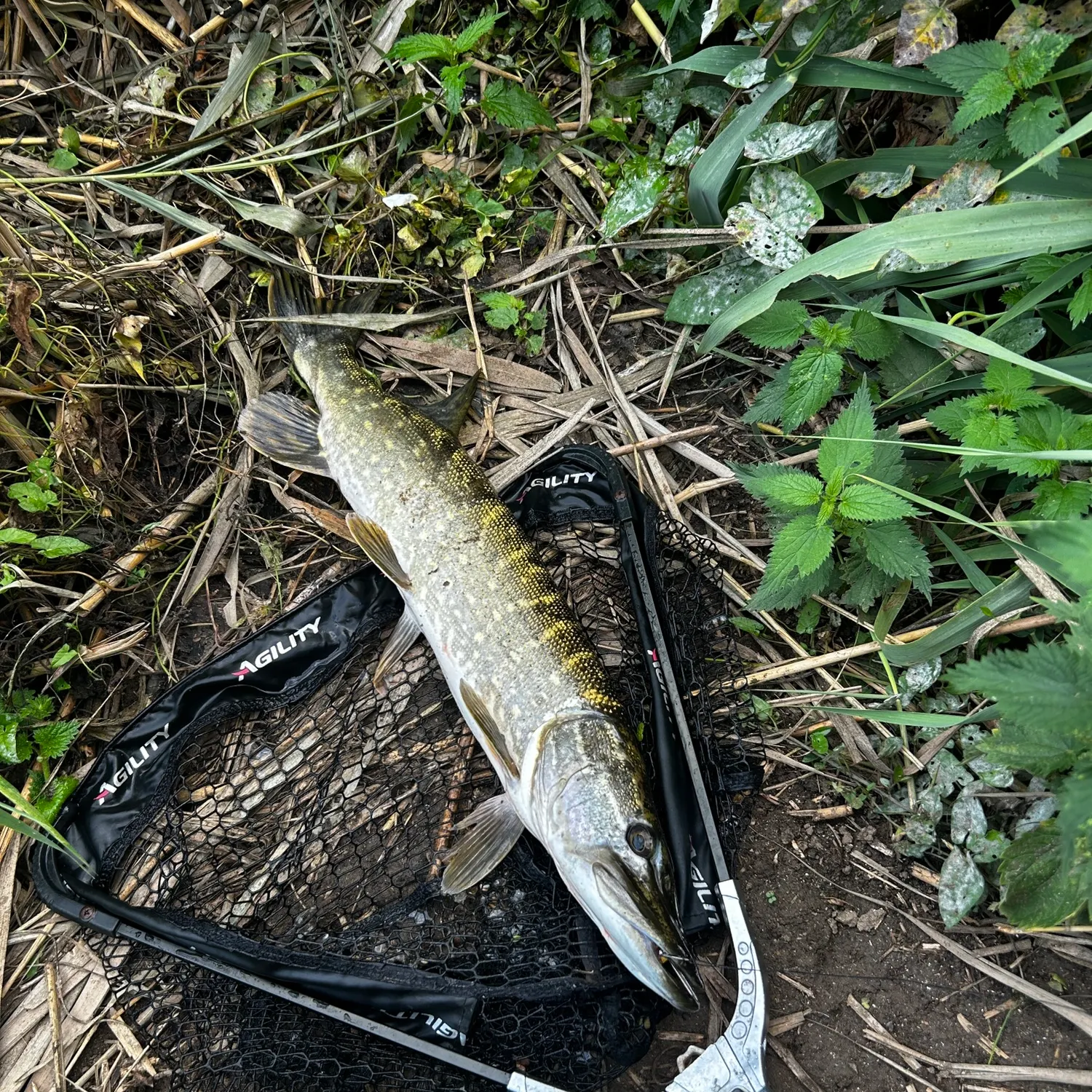 catch