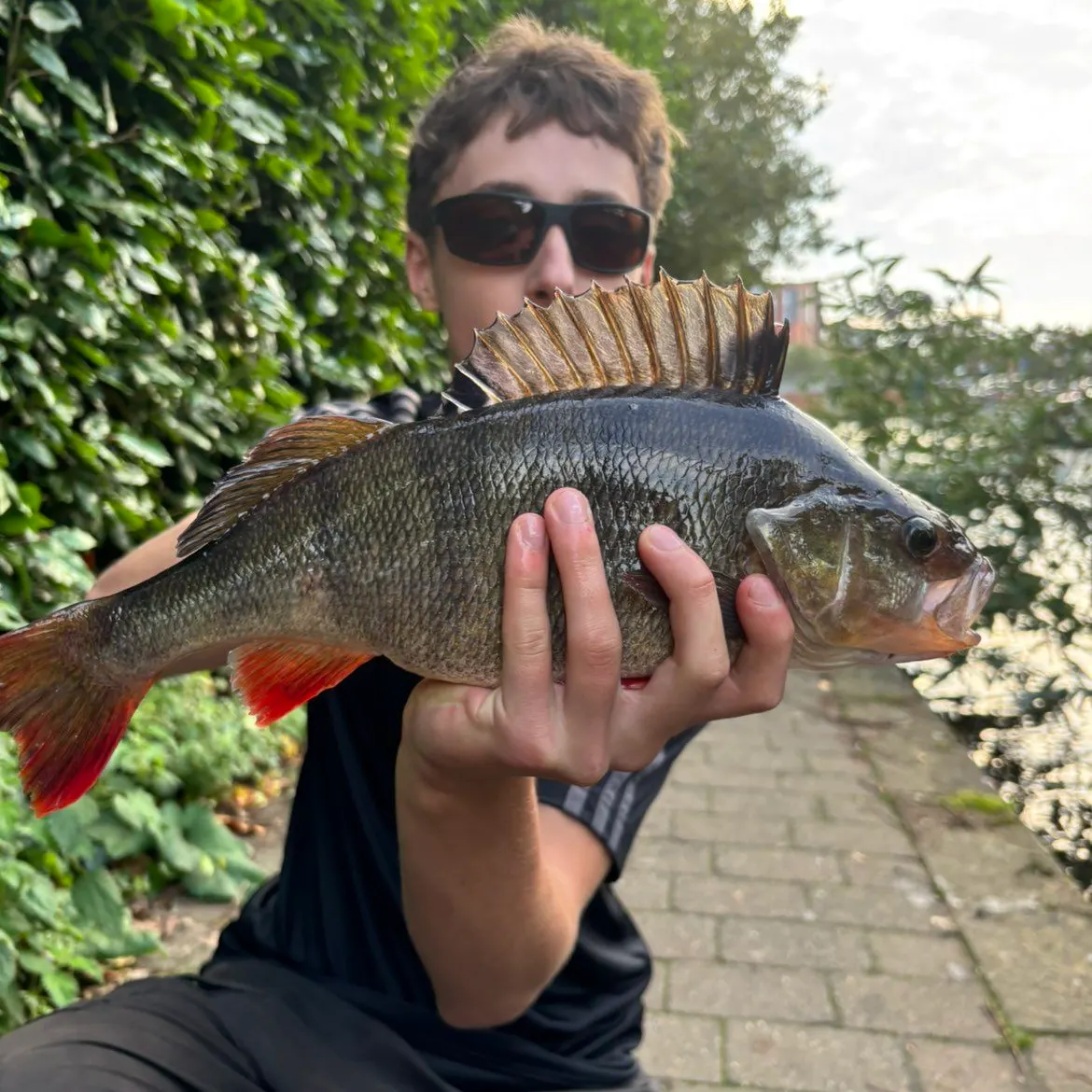 European perch caught on Fishbrain