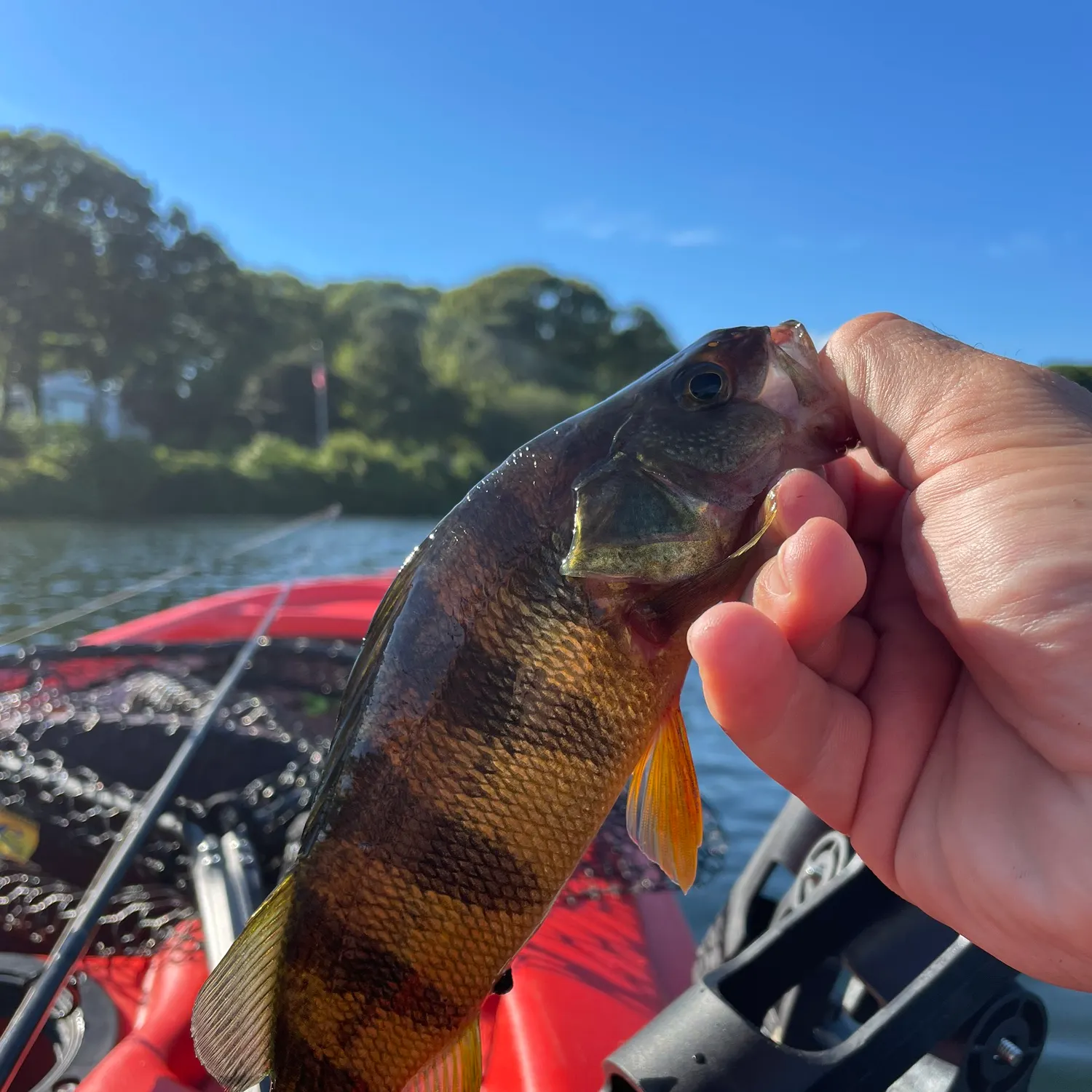 Yellow perch caught on Fishbrain