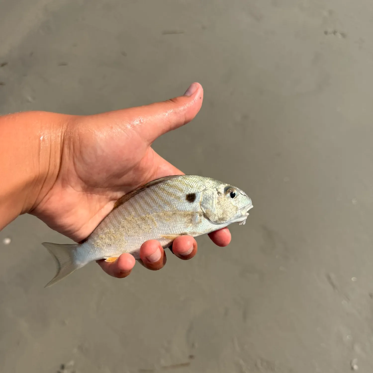 Spot croaker caught on Fishbrain