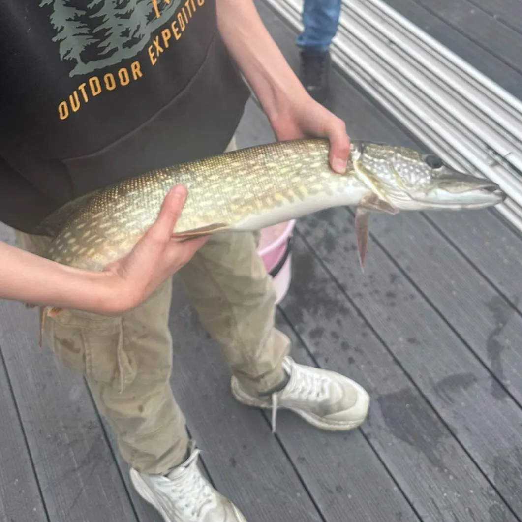 Northern pike caught on Fishbrain