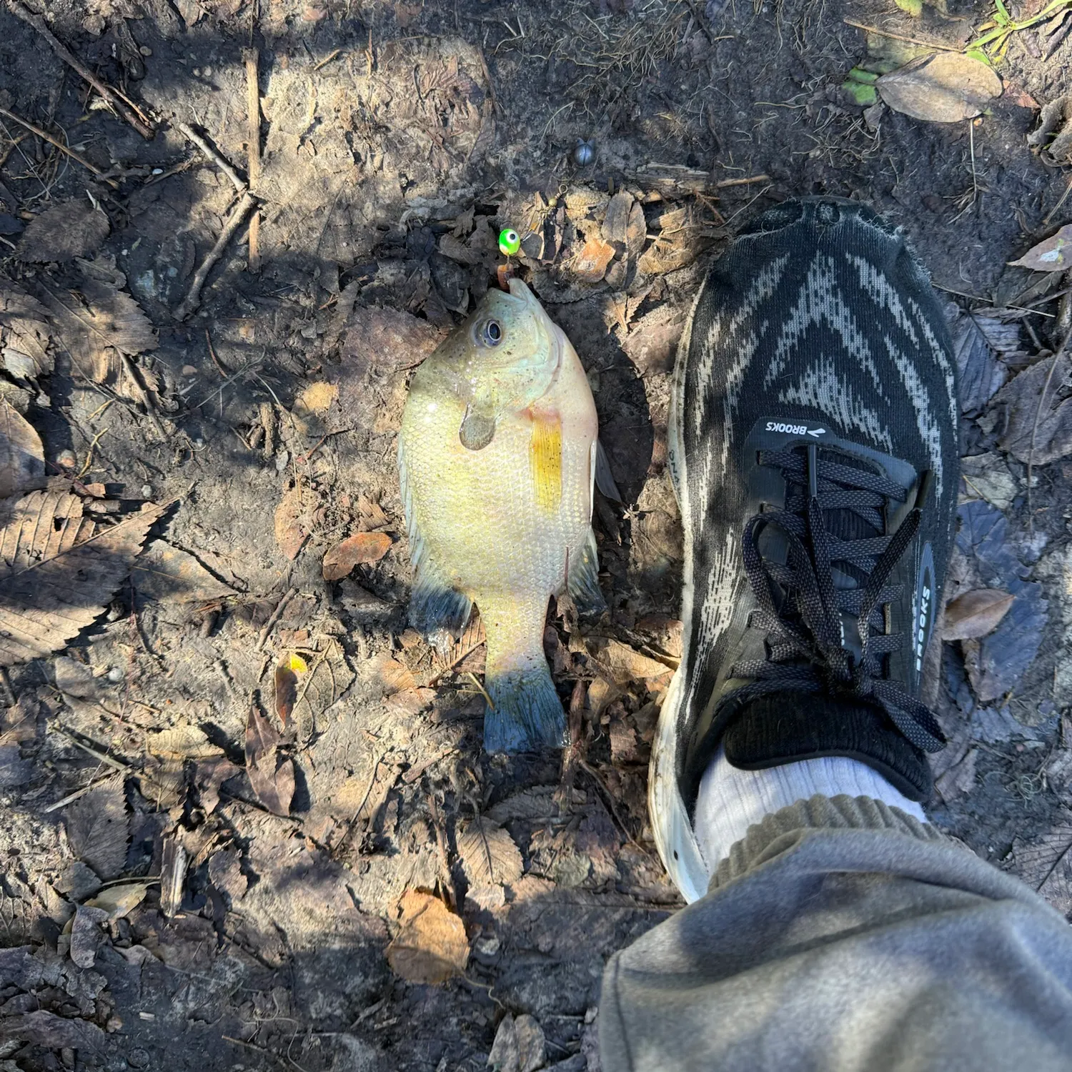 Bluegill caught on Fishbrain