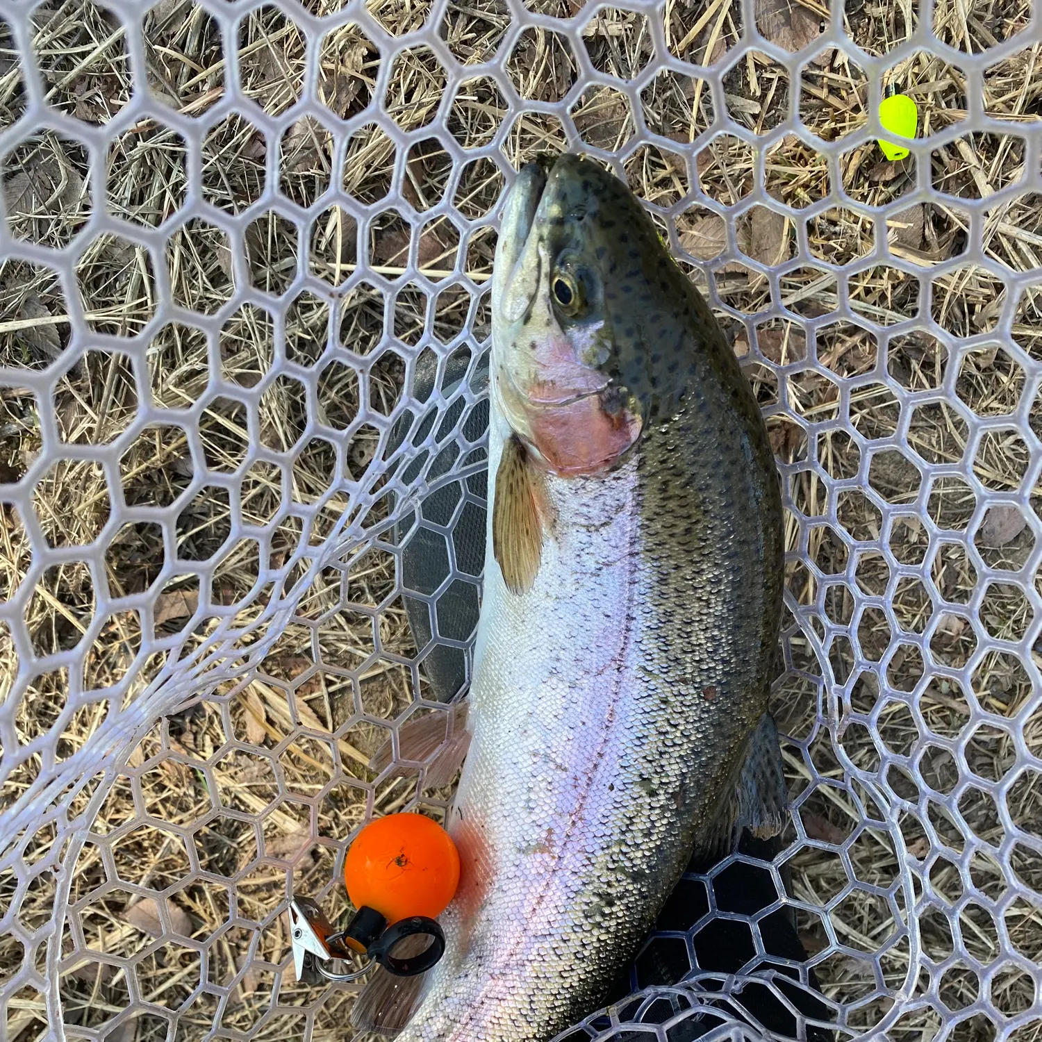 The most recent Rainbow trout catches on Fishbrain