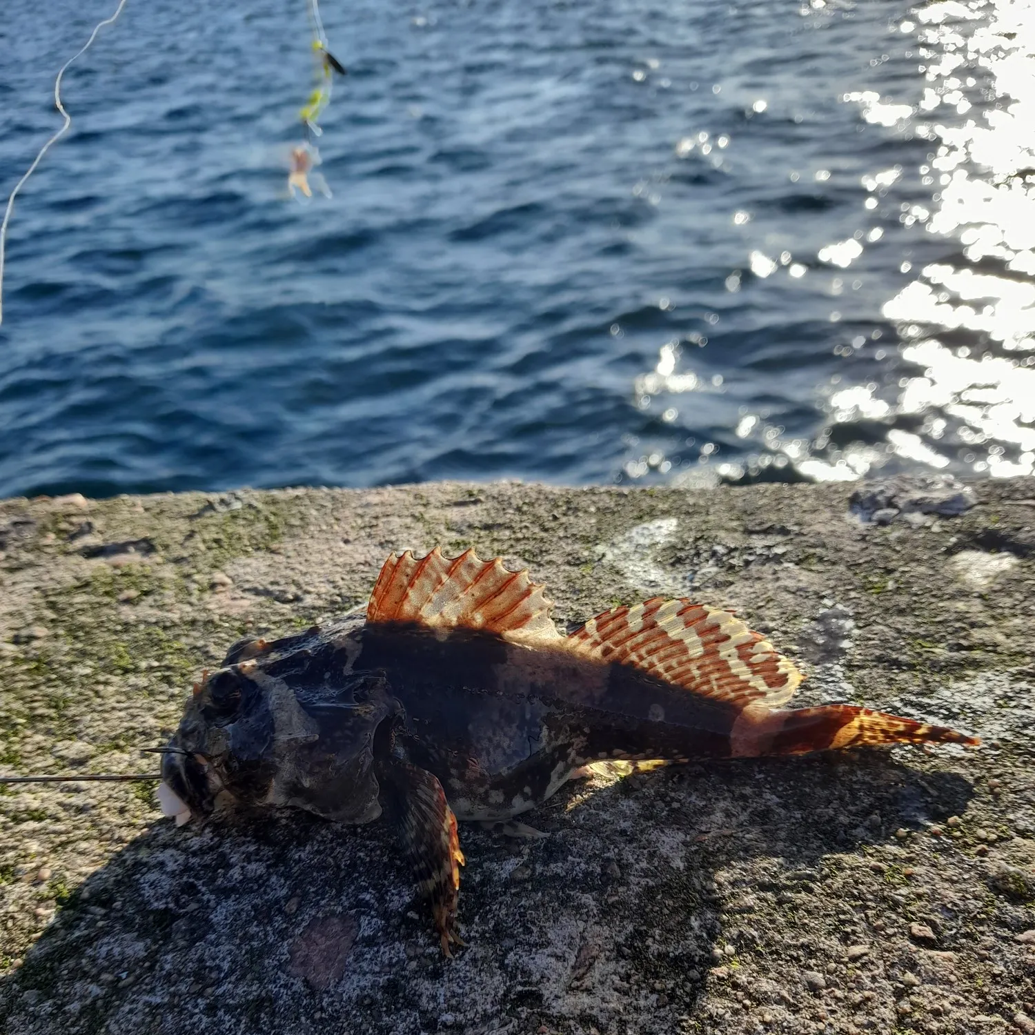 The most popular recent Shorthorn sculpin catch on Fishbrain