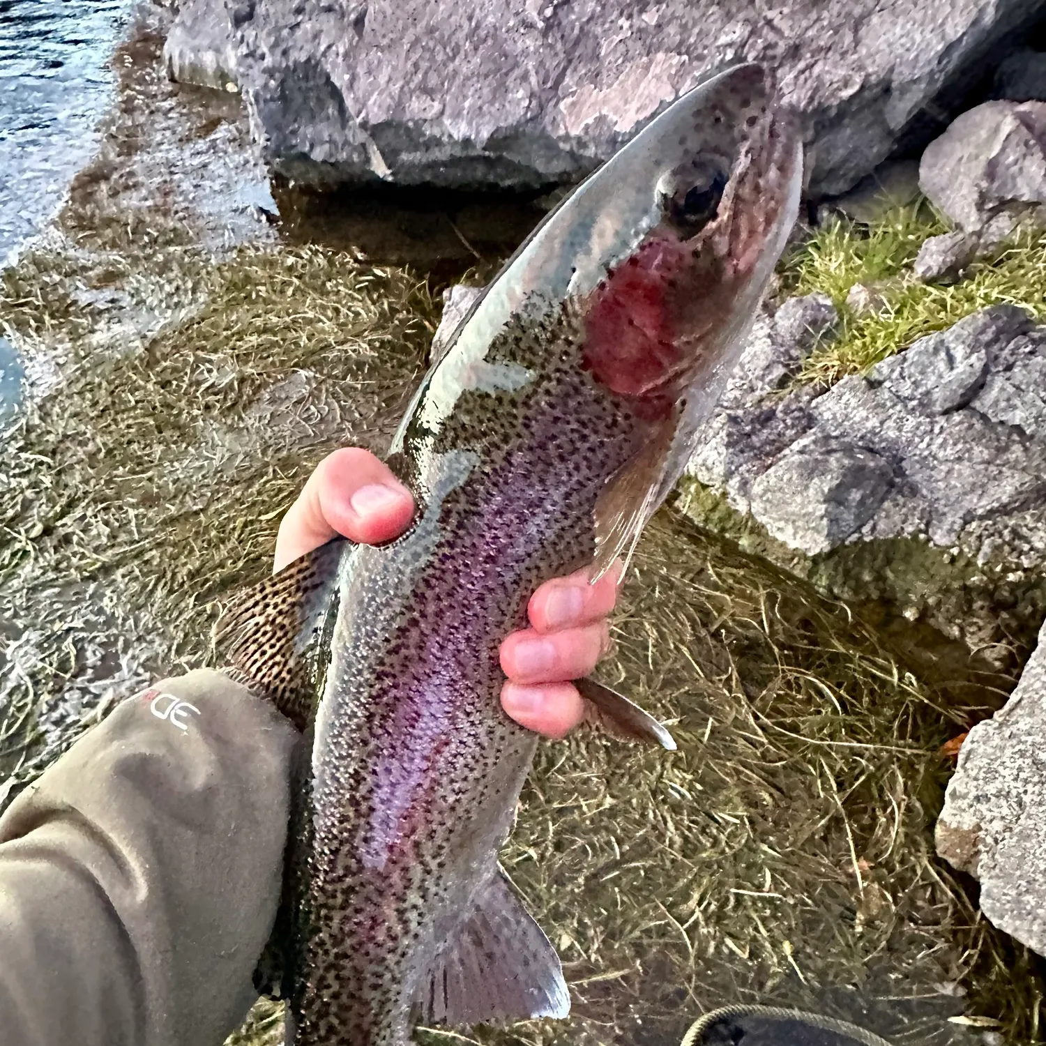 Rainbow trout caught on Fishbrain