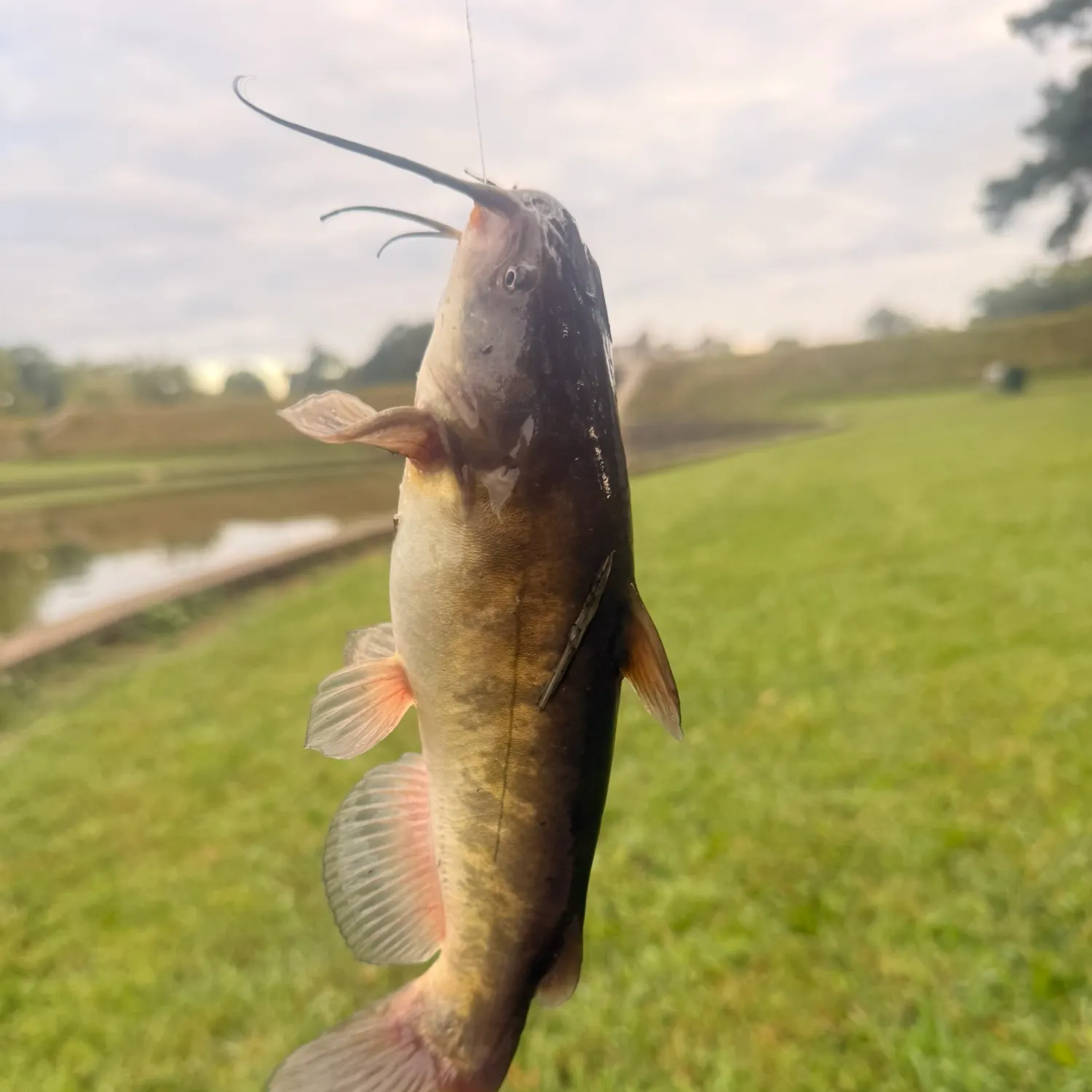 Brown bullhead caught on Fishbrain