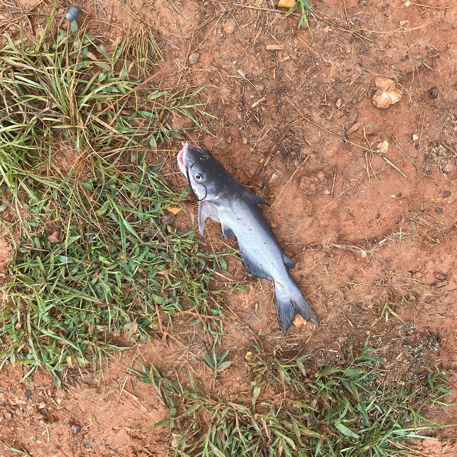 Channel catfish caught on Fishbrain