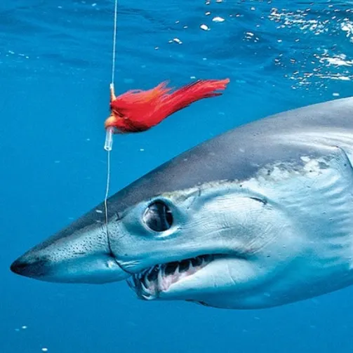 The most recent Blue shark catches on Fishbrain