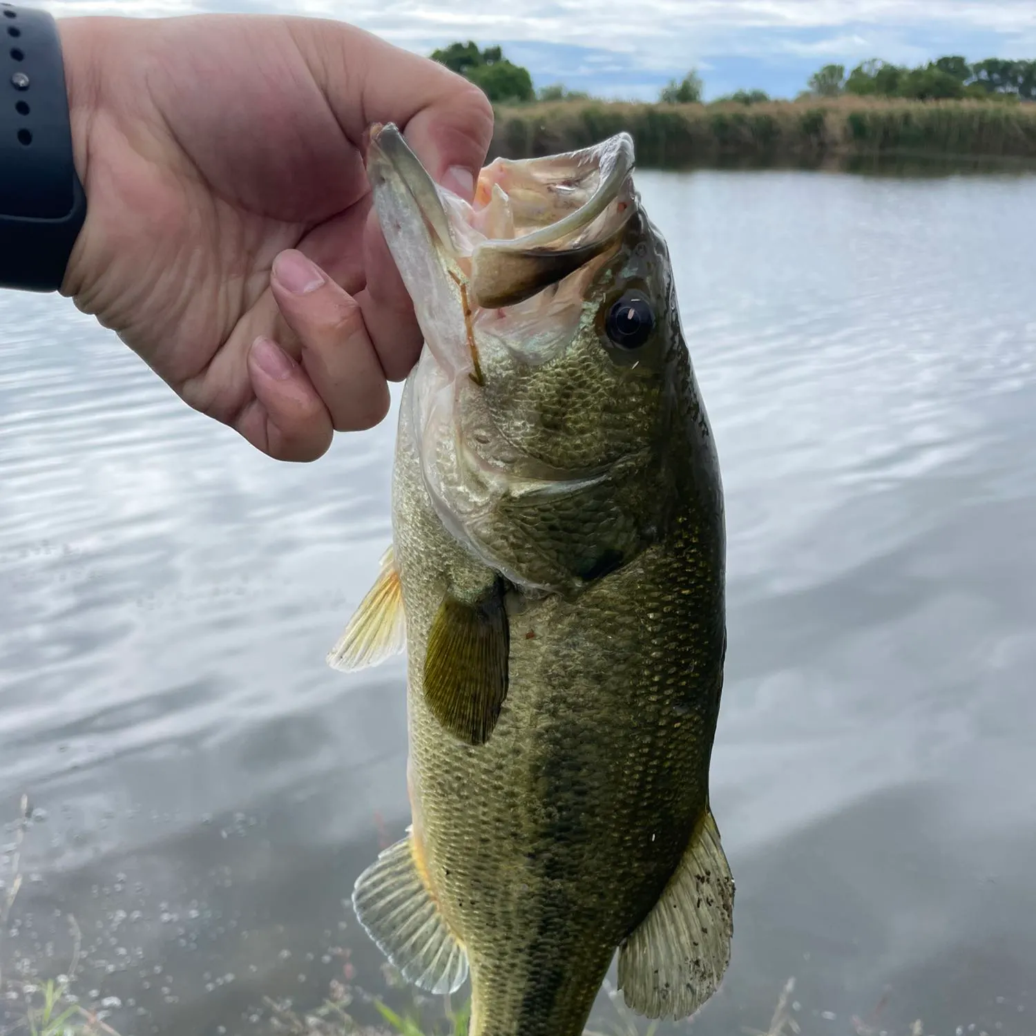 angler catch
