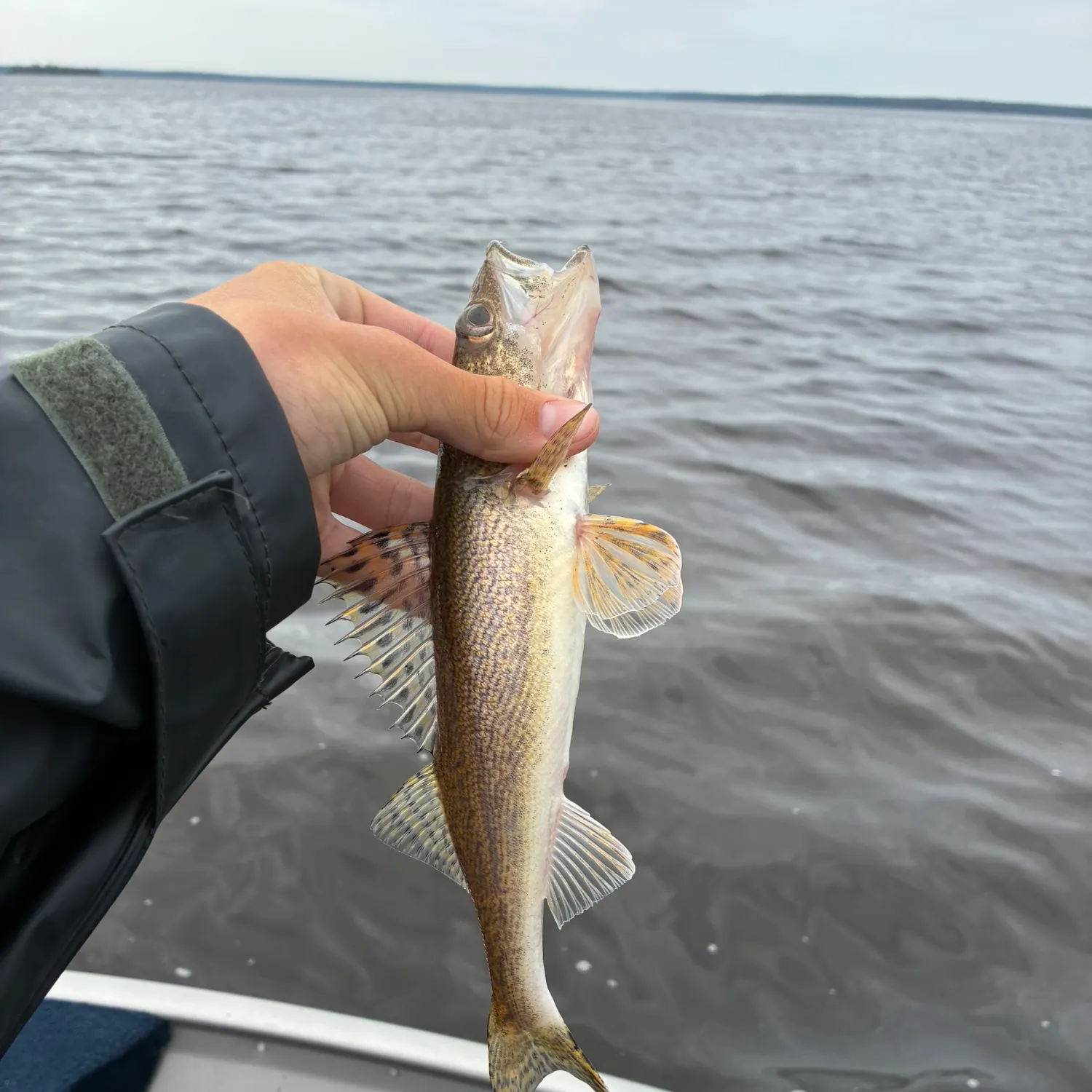 Sauger caught on Fishbrain