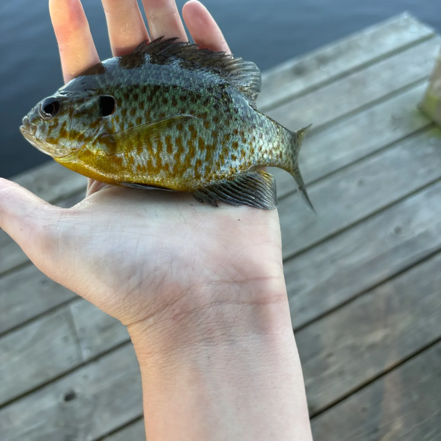Pumpkinseed caught on Fishbrain