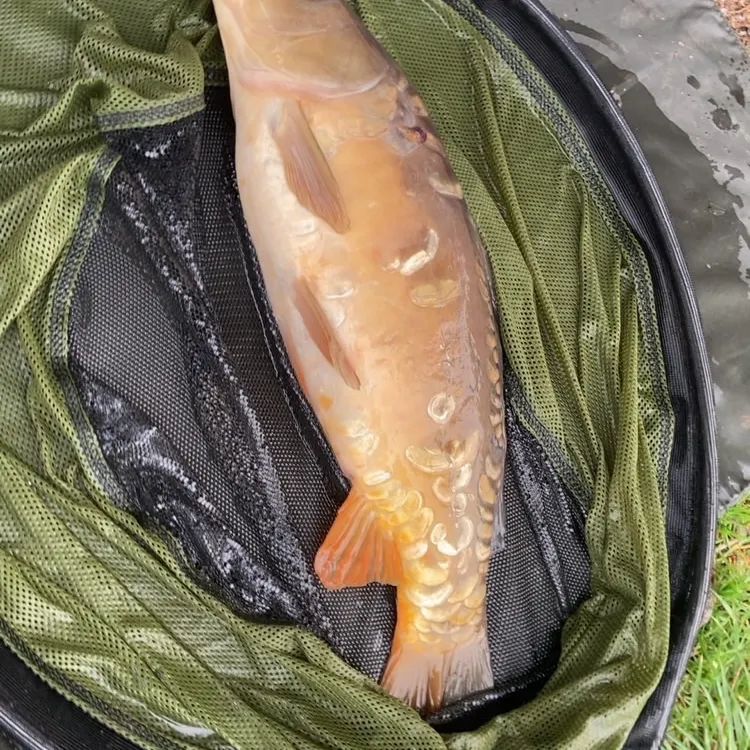 The most recent Mirror carp catches on Fishbrain