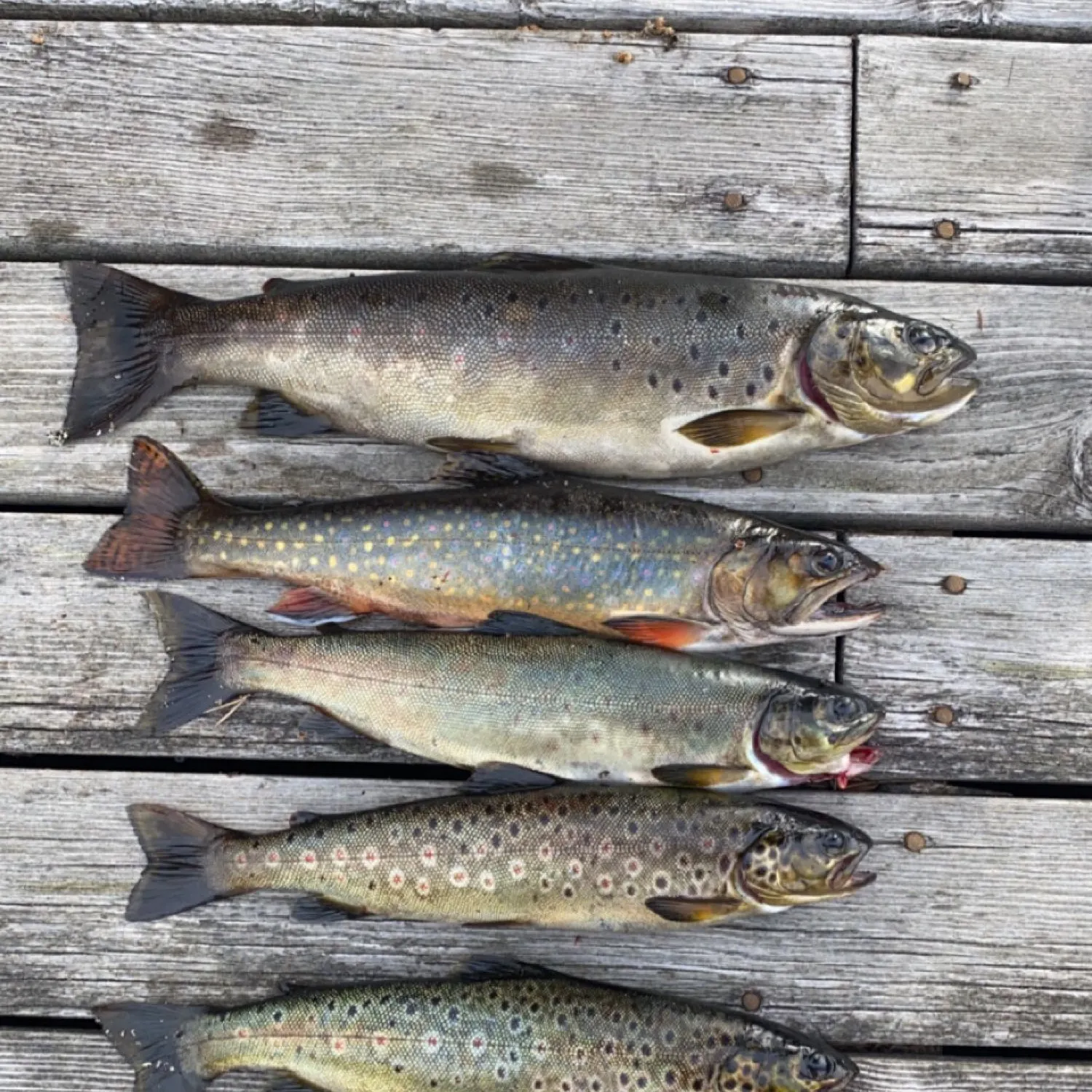 recently logged catches