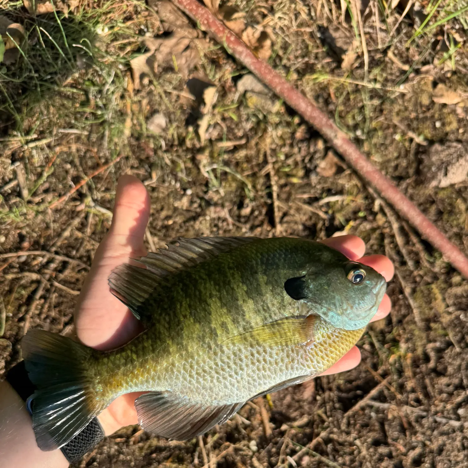 Bluegill caught on Fishbrain