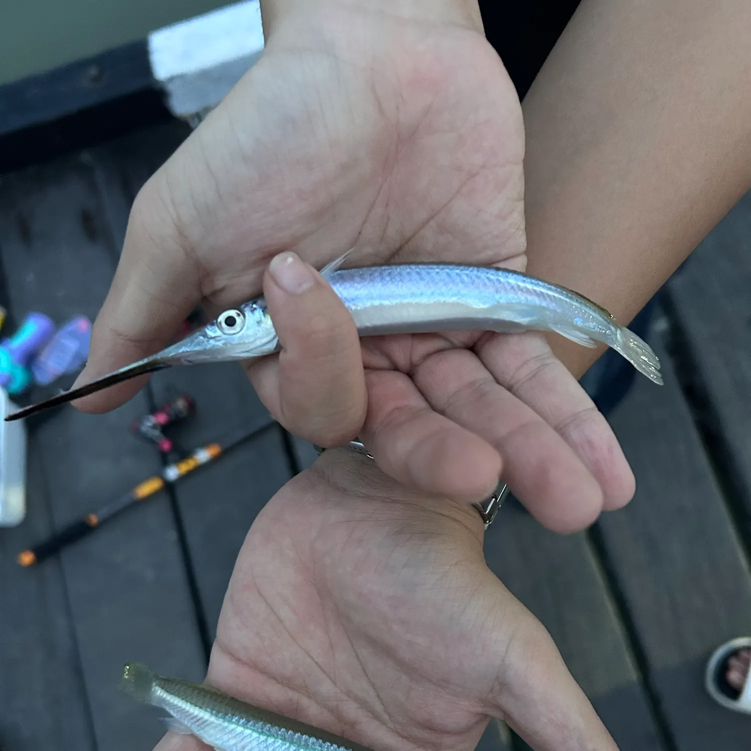 The most recent Blackbarred halfbeak catches on Fishbrain