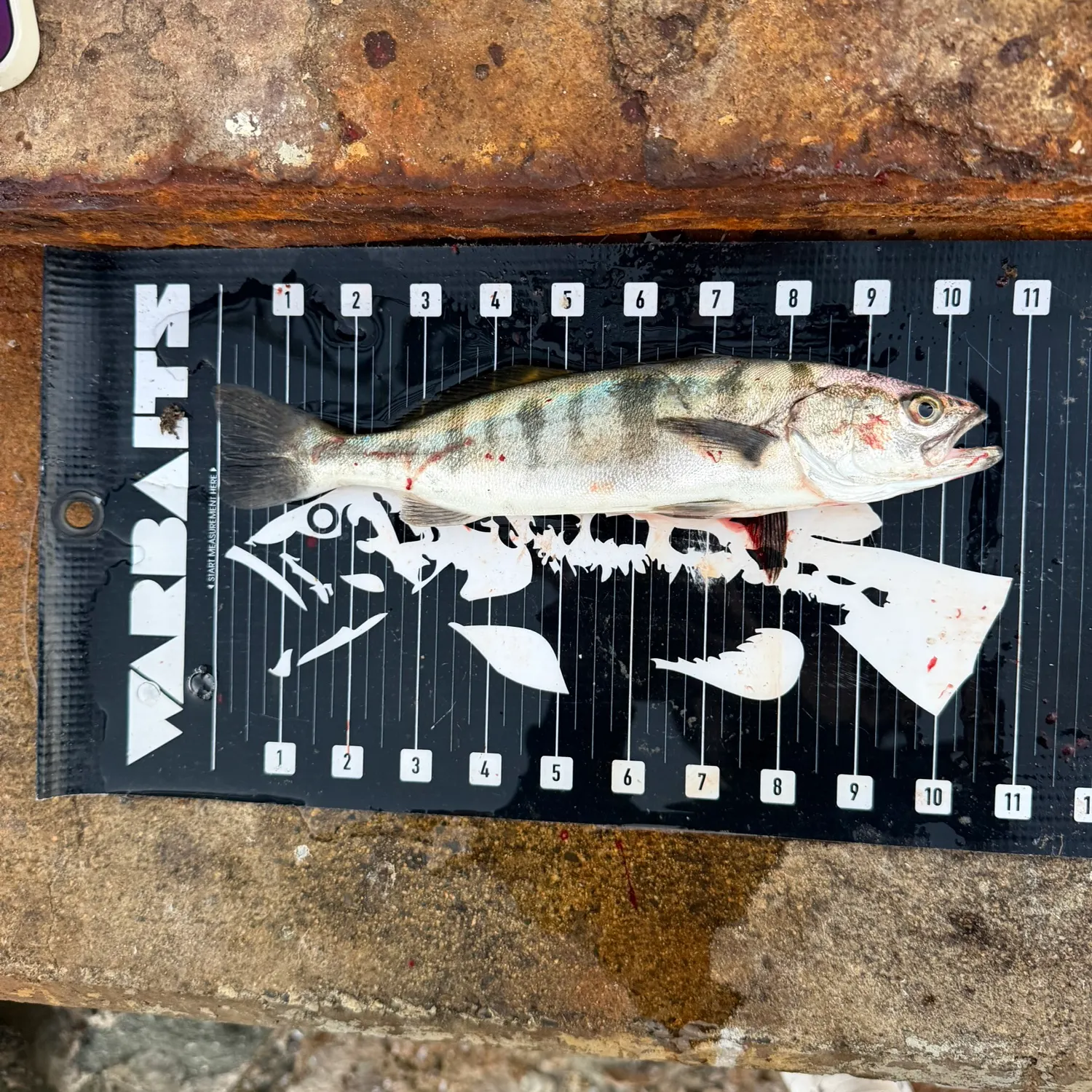 White seabass caught on Fishbrain