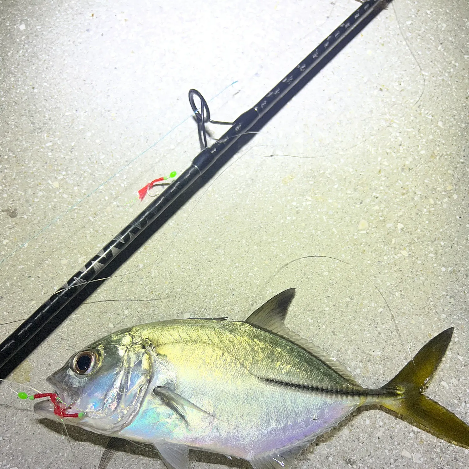 The most recent Bigeye trevally catches on Fishbrain