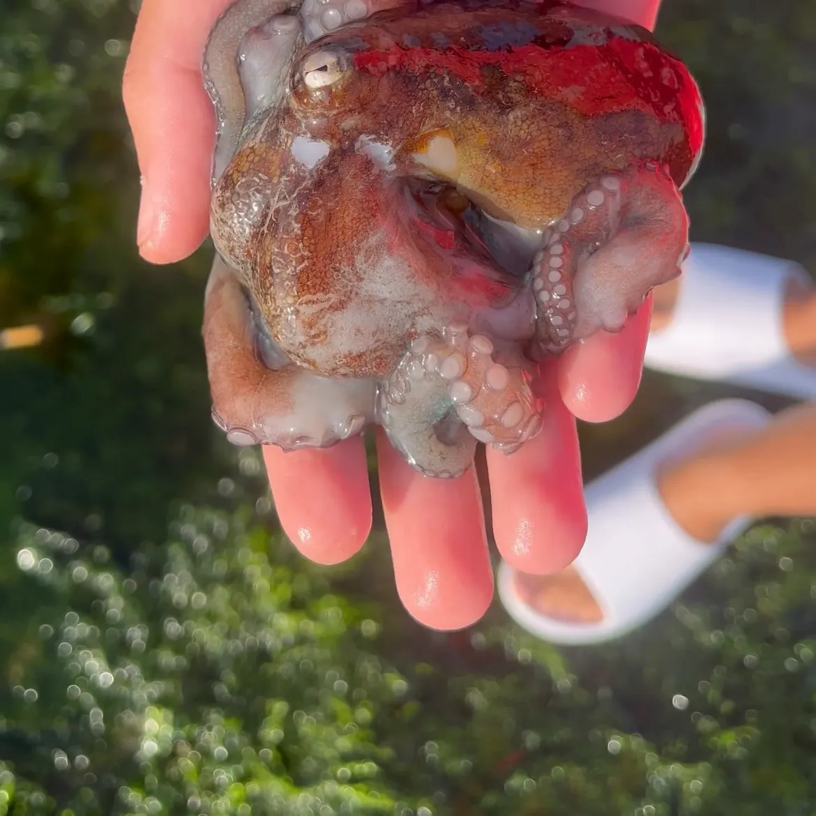 The most recent Verrill's two-spot octopus catches on Fishbrain