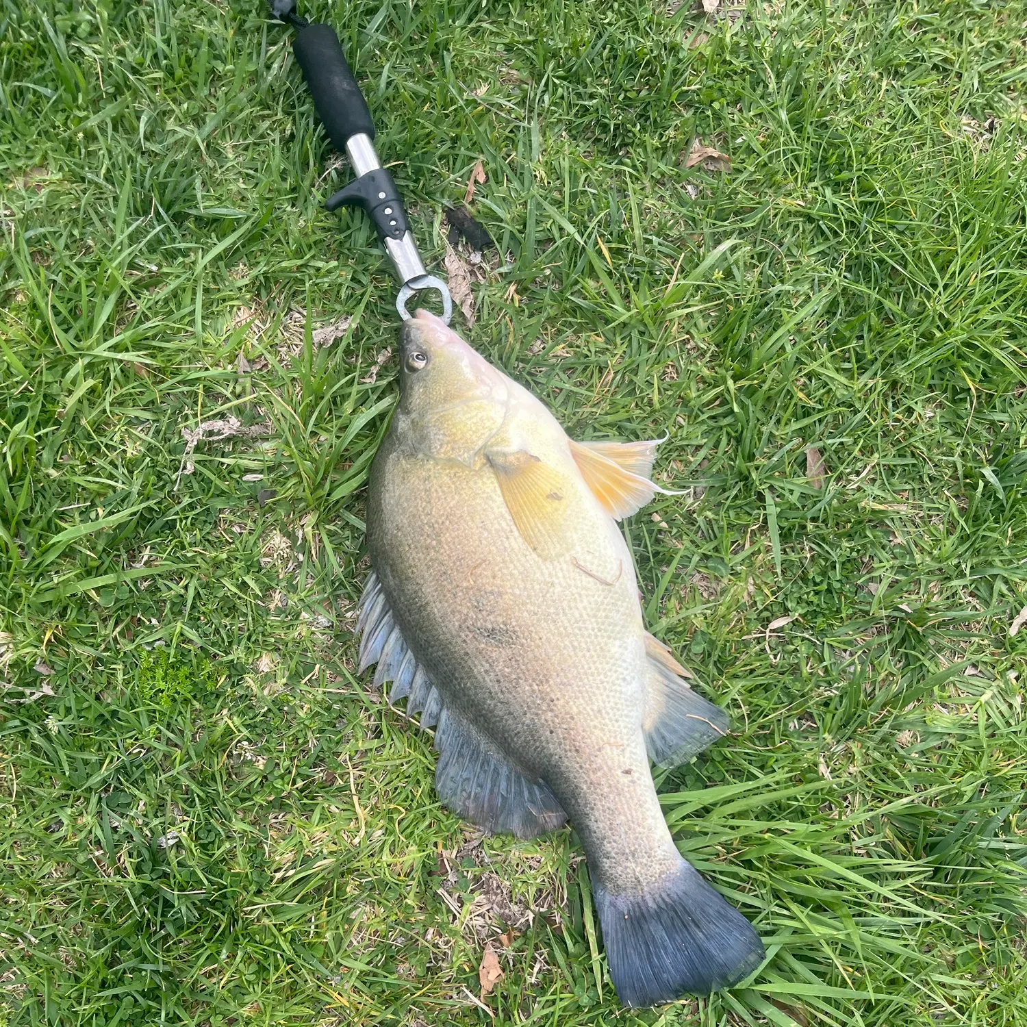Golden perch caught on Fishbrain