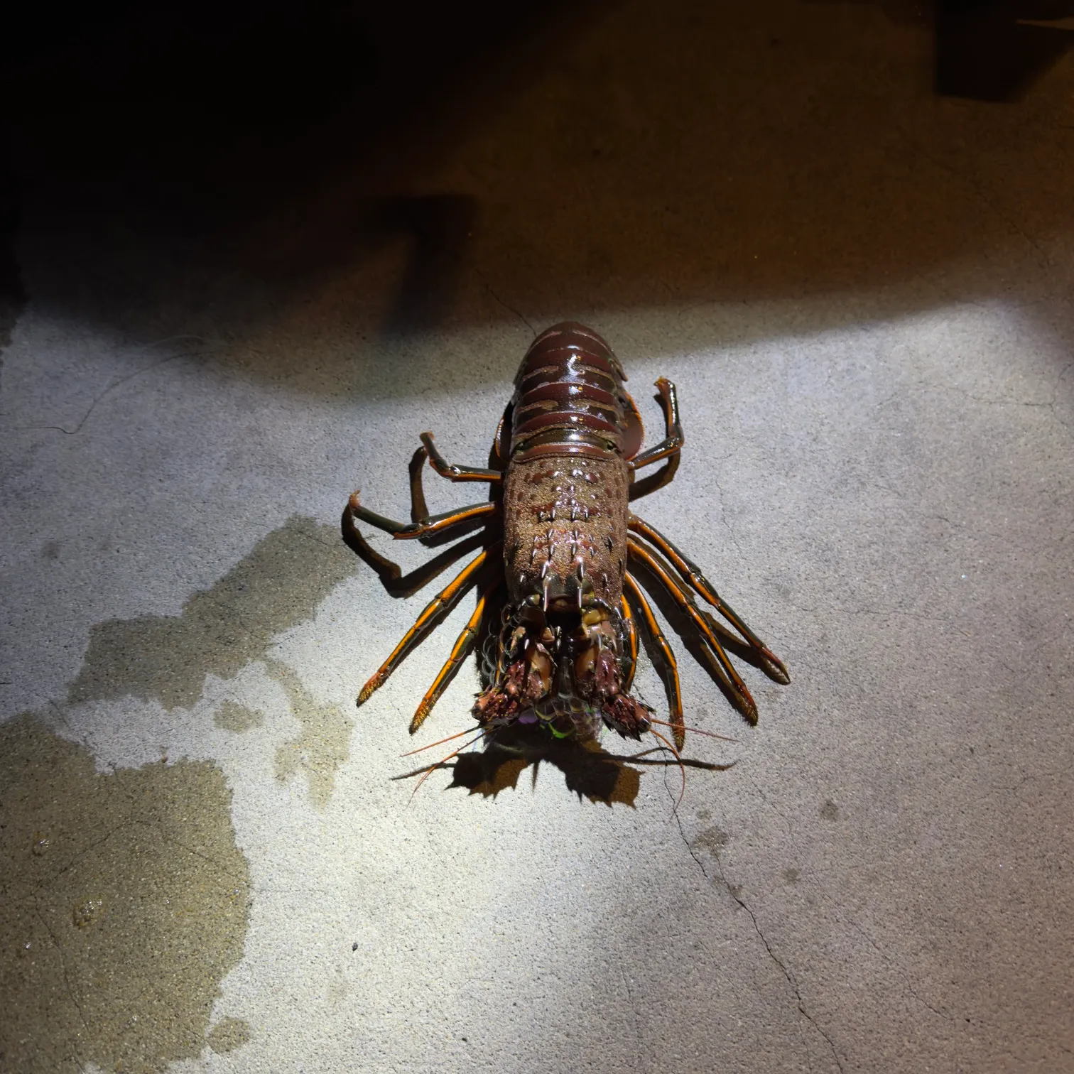 The most recent Spotted spiny lobster catches on Fishbrain