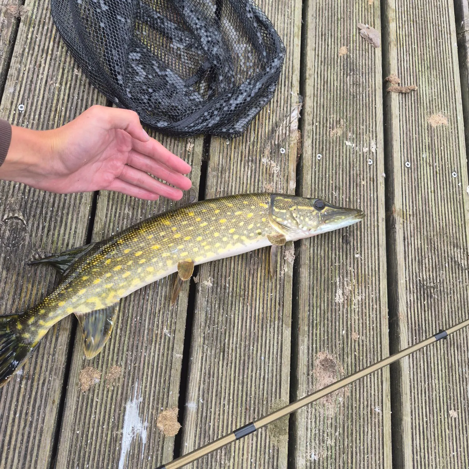 Northern pike caught on Fishbrain