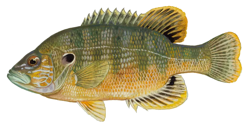 Green sunfish