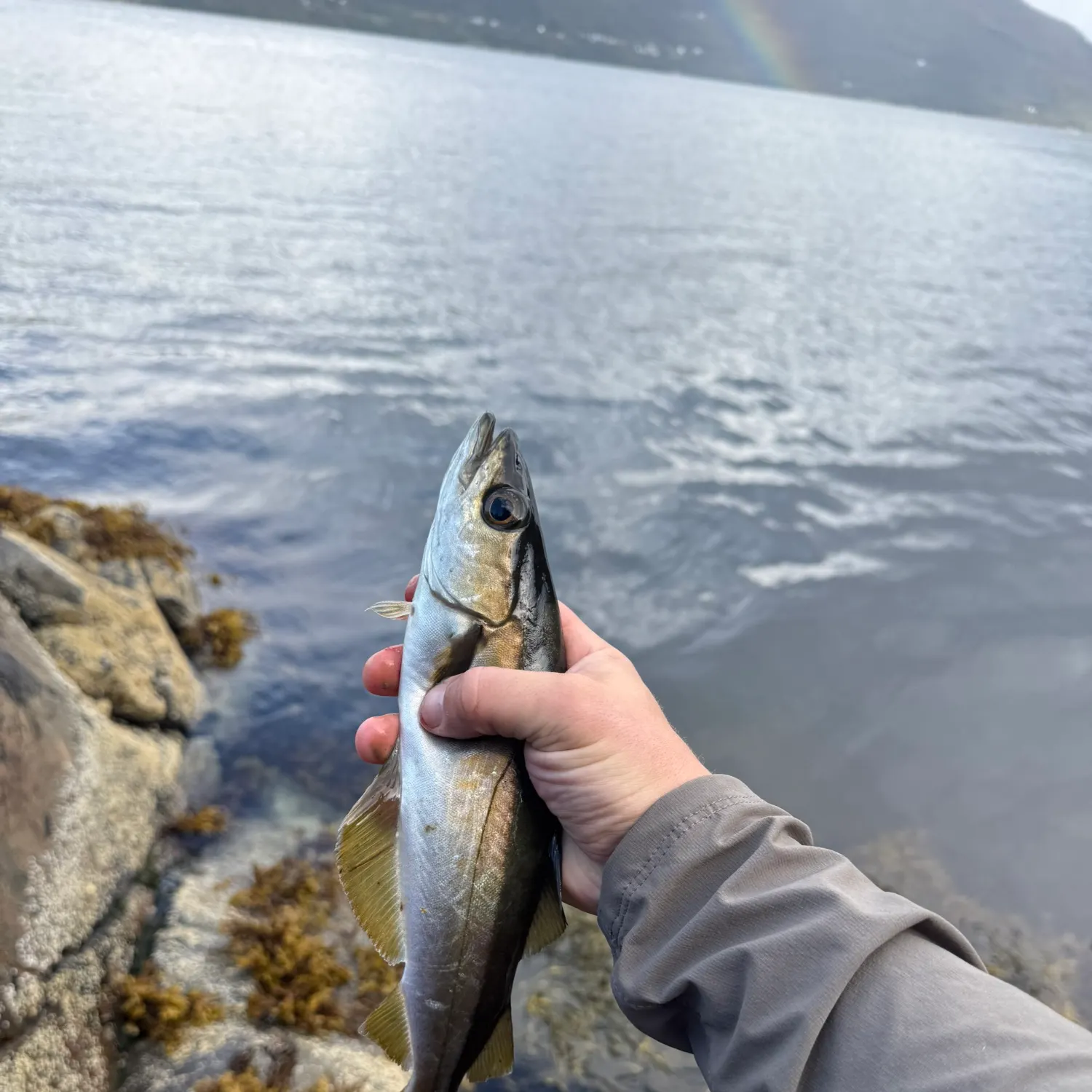 Pollack caught on Fishbrain