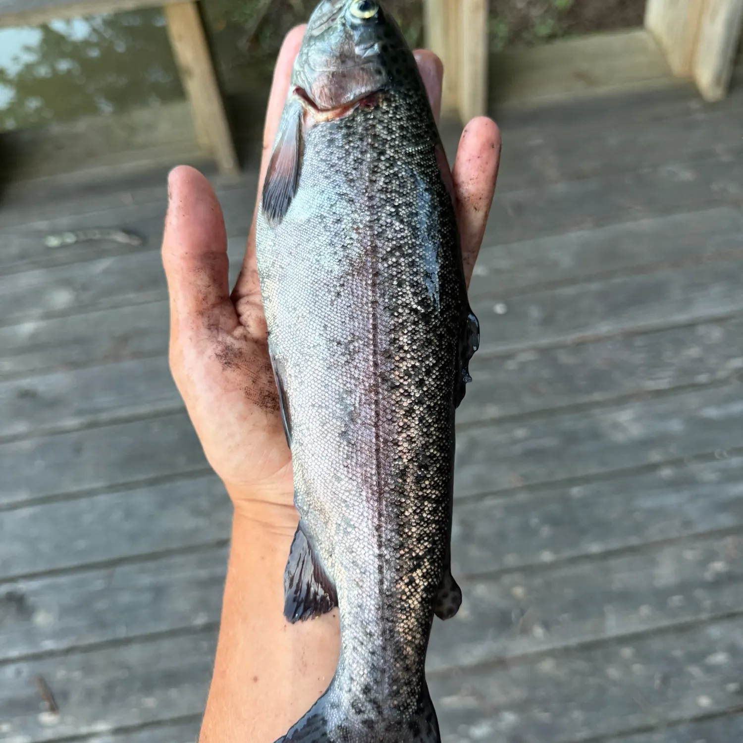 Rainbow trout caught on Fishbrain