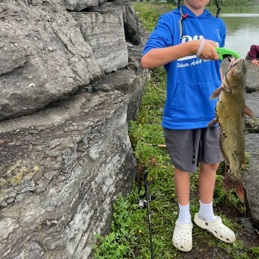 Channel catfish caught on Fishbrain