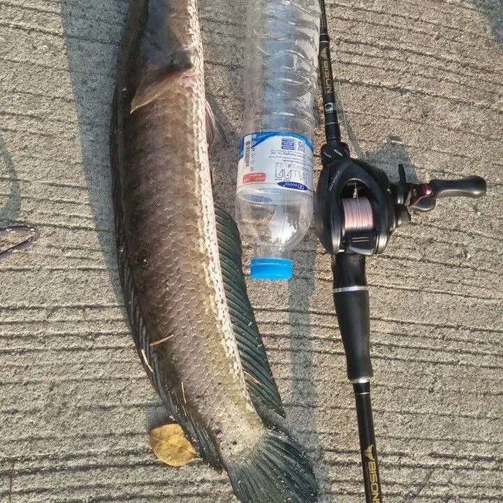 The most recent Northern snakehead catches on Fishbrain