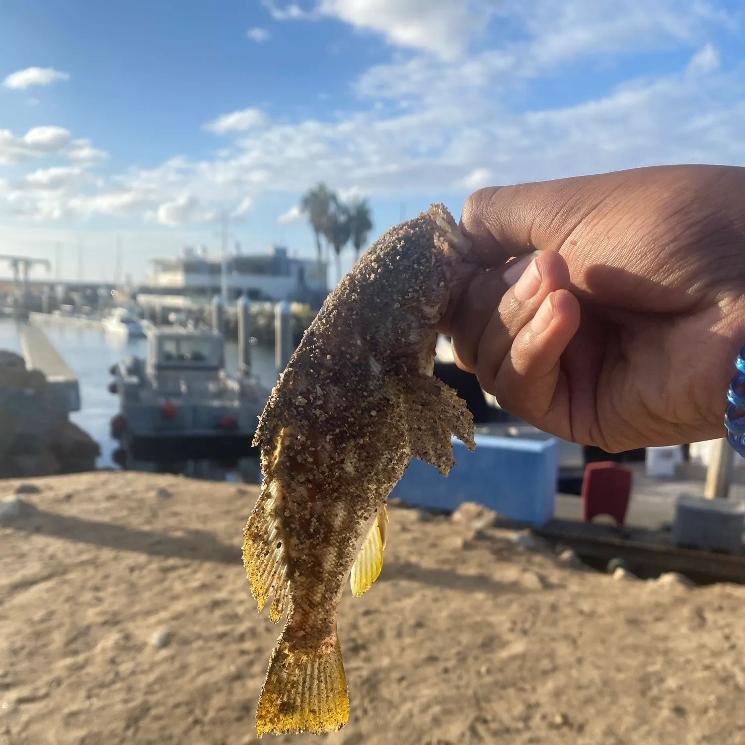 Kelp bass caught on Fishbrain