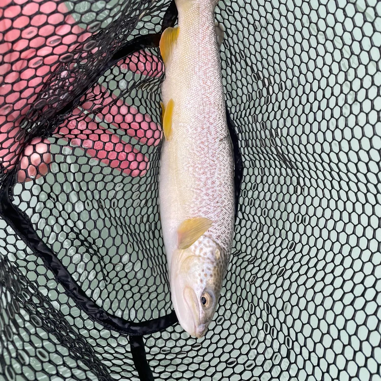 The most recent Marble trout catches on Fishbrain
