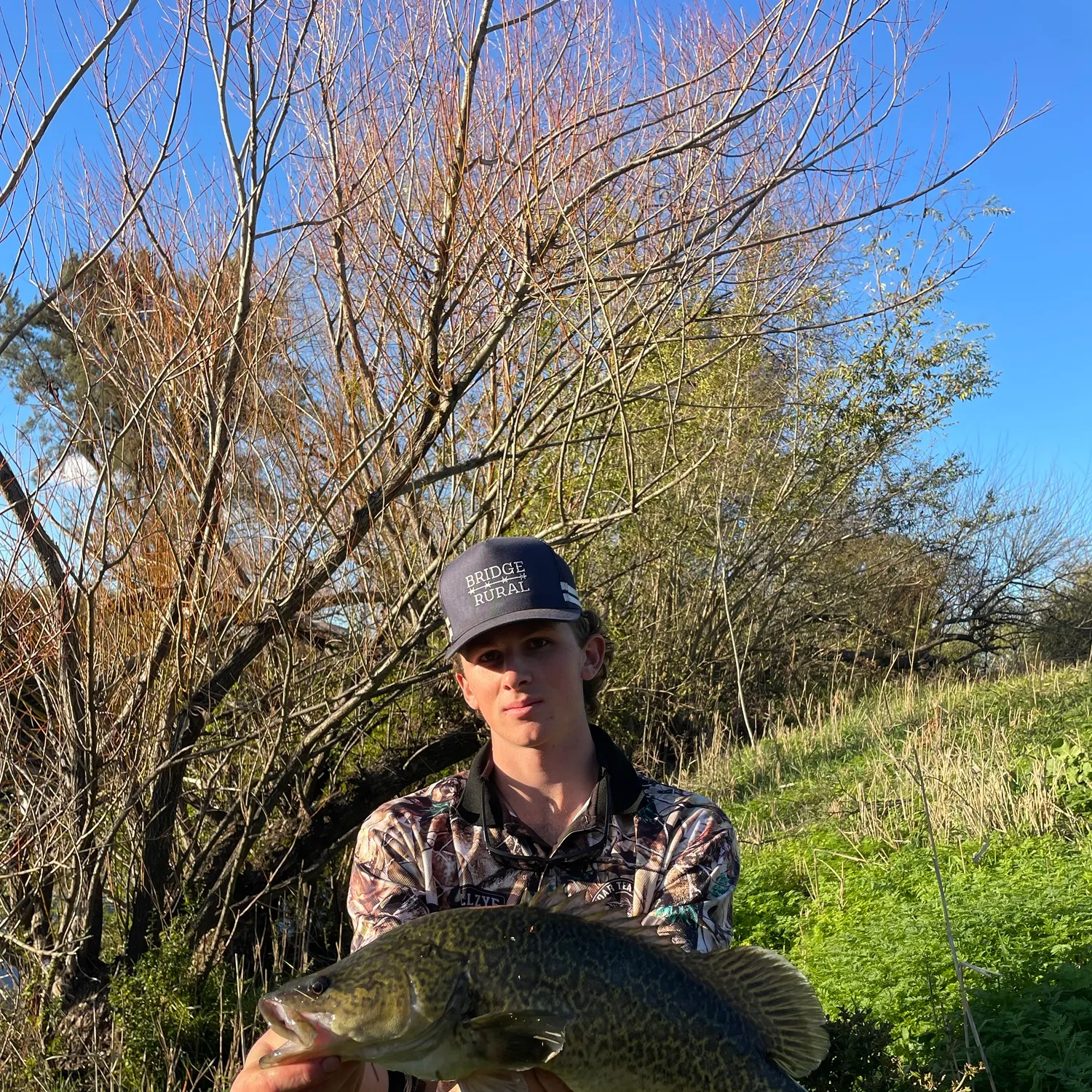 Murray cod caught on Fishbrain