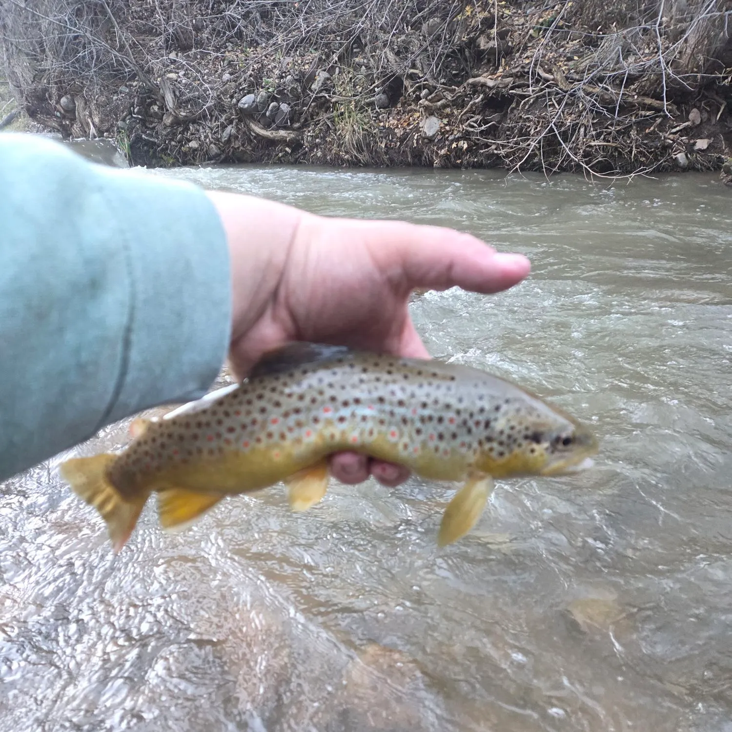 Brown trout caught on Fishbrain
