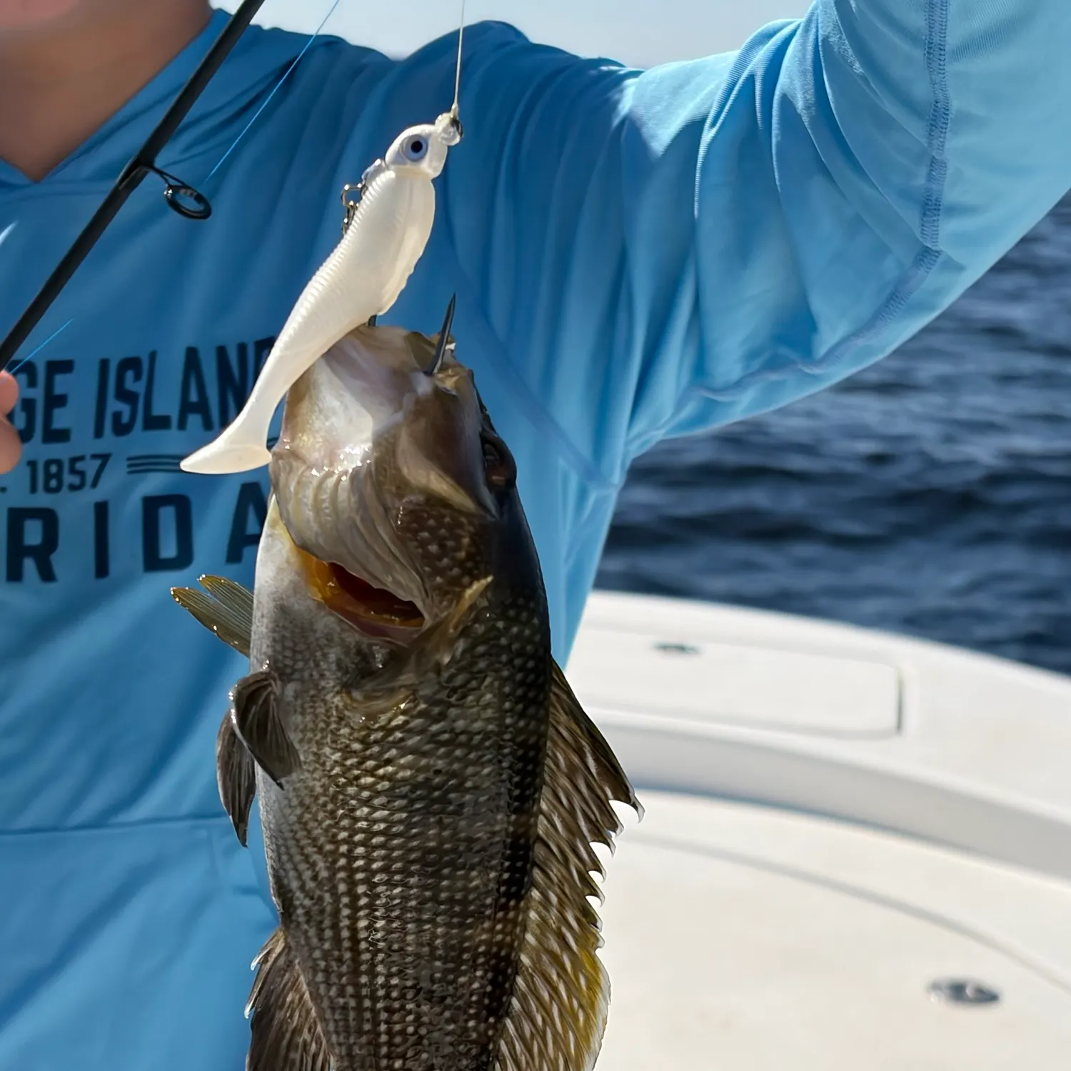 The most recent Black sea bass catches on Fishbrain
