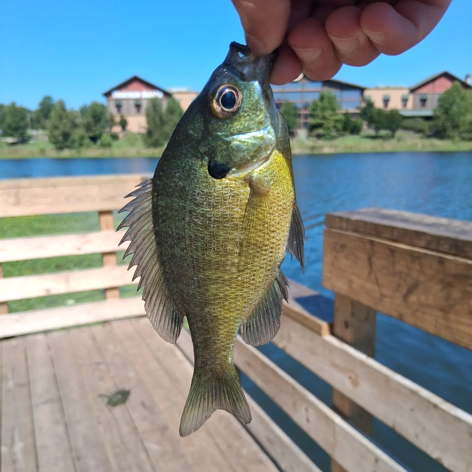 Bluegill caught on Fishbrain