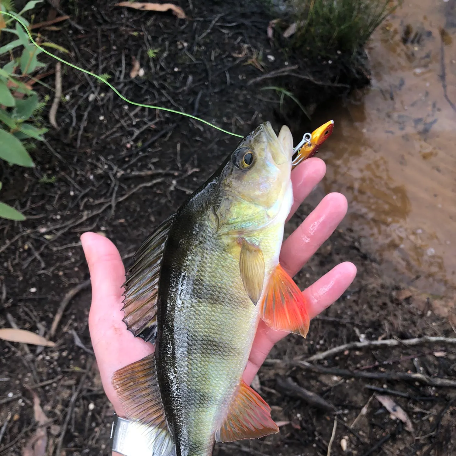 angler catch