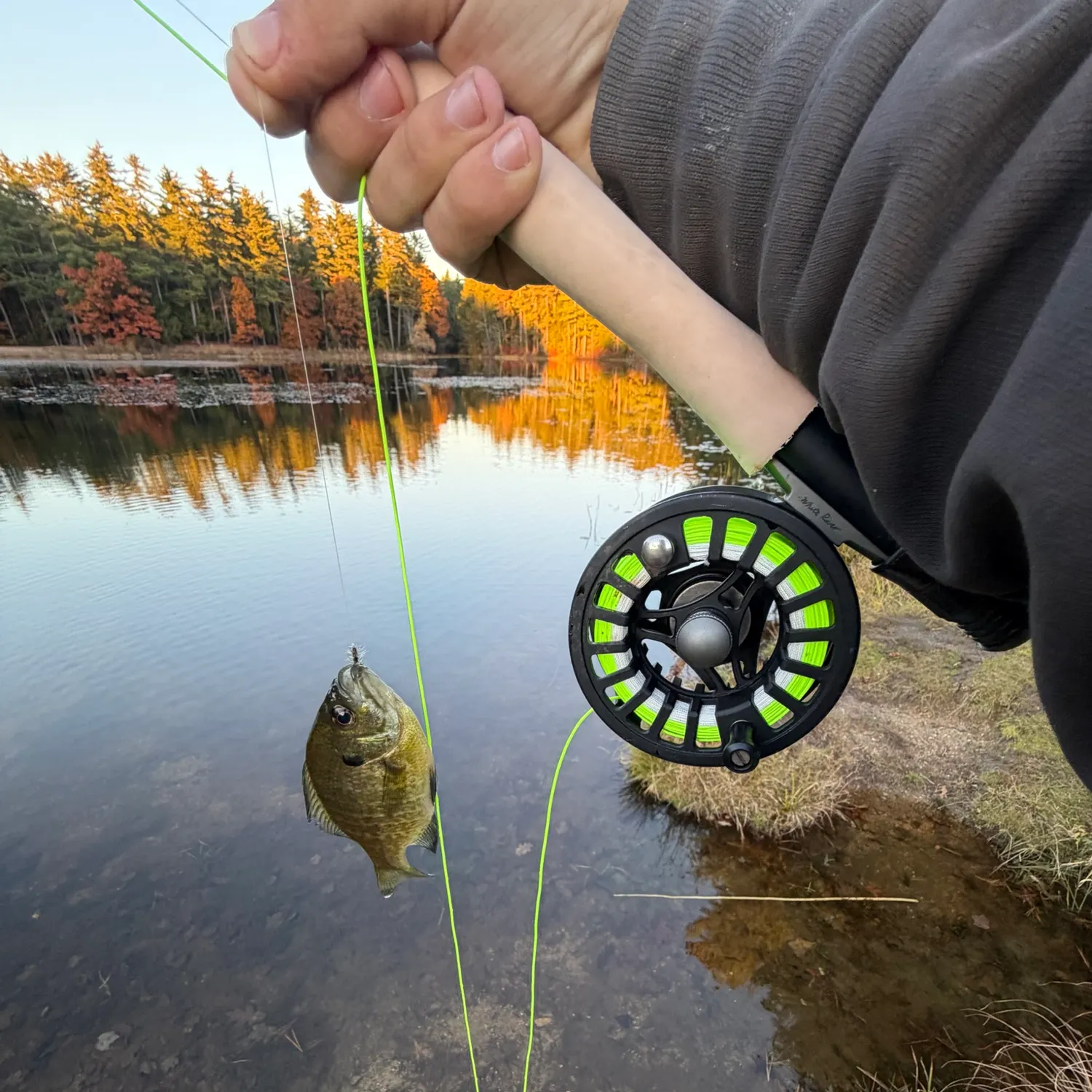 Bluegill caught on Fishbrain