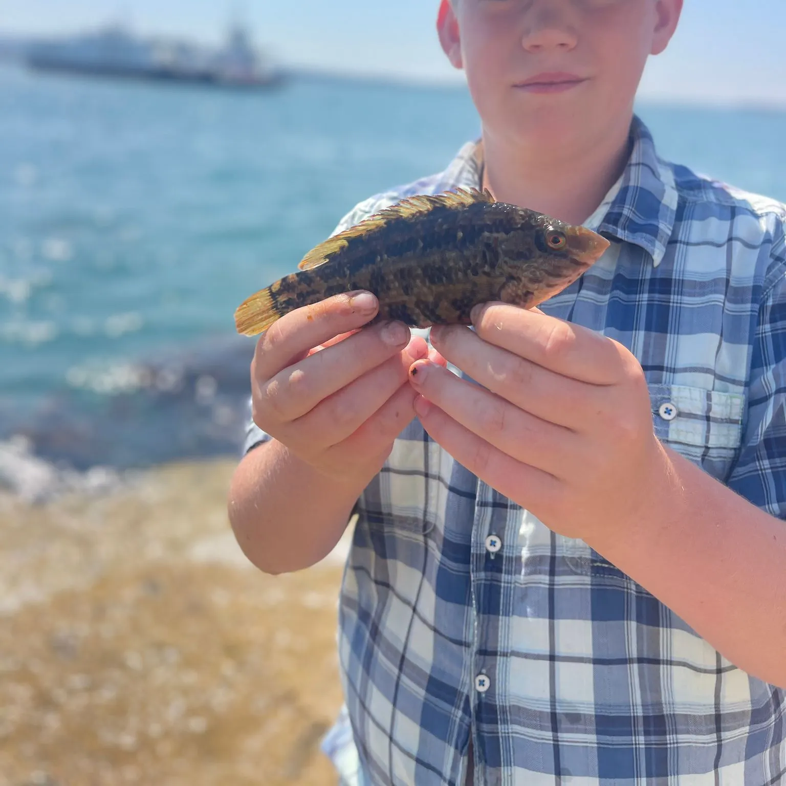 The most recent Ballan wrasse catches on Fishbrain