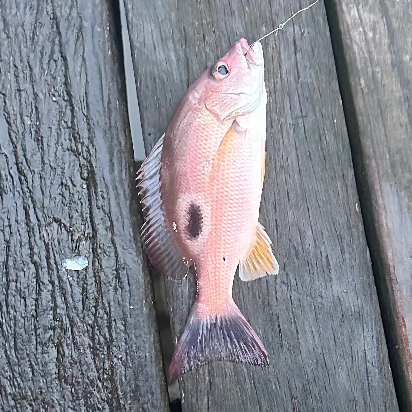 Moses perch caught on Fishbrain