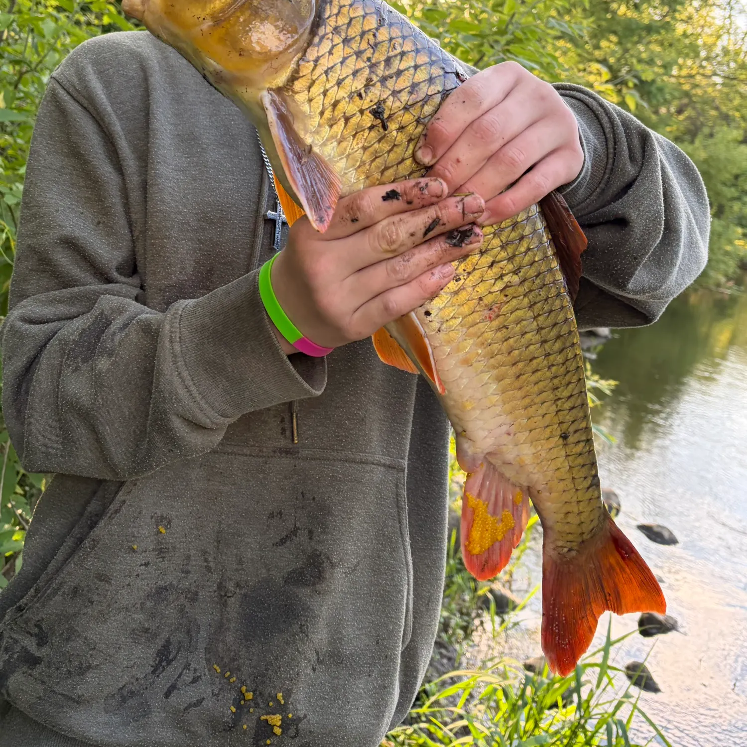 The most recent Greater redhorse catches on Fishbrain